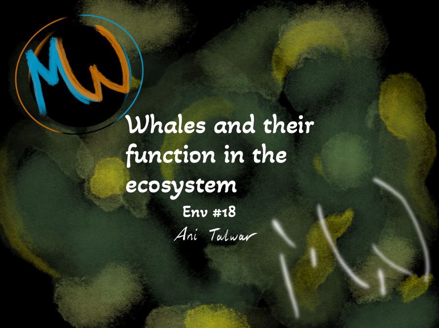 Env# 18: Whales and their function in the ecosystem